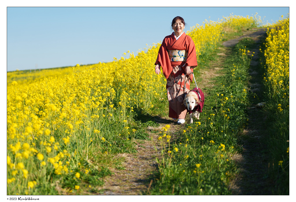 菜の花のなかを歩く広沢里枝子とアイメイト